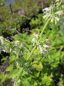 Preview: Salvia verticillata White Rain - Qirlblütiger Salbei -