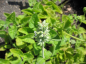 Preview: Salvia verticillata White Rain - Qirlblütiger Salbei -