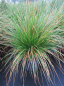 Preview: Deschampsia cespitosa bot. Art - Rasen-Schmiel - Wald-Schmiele -  40-60