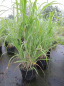 Preview: Chinaschilf Cabaret Miscanthus