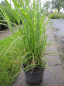 Preview: Chinaschilf Circus Miscanthus