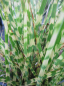 Preview: Zebragras Goldbar Miscanthus