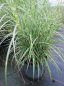 Preview: Zebragras Little Zebra Chinaschilf