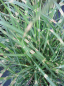 Preview: Zebragras Little Zebra Chinaschilf