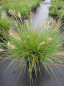 Preview: Pennisetum alopecuroides Little Bunny - Zwerg-Lampenputzergras