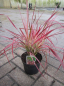 Preview: Pennisetum setaceum Fireworks - Rotes borstiges Lampenputzergras