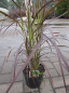 Preview: Pennisetum setaceum Red Fox - Rotes Federborstengras
