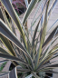 Preview: Phormium tenax Alison Blackman - Neuseelandflachs -  40-60