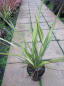 Preview: Phormium tenax Apricot Queen - Neuseelandflachs -  40-60