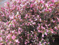 Preview: Rhododendron obtusum "Babuschka" 25-30
