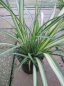 Preview: Phormium tenax Cream Delight - Neuseelandflachs Cream Delight -