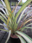 Preview: Phormium tenax Cream Delight - Neuseelandflachs Cream Delight -