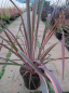 Preview: Phormium tenax Joker - Neuseelandflachs -  40-60