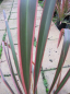 Preview: Phormium tenax Joker - Neuseelandflachs -  40-60