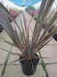 Preview: Phormium tenax Rainbow Queen - Neuseelandflachs -  40-60