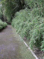 Preview: Fargesia murielae Jumbo - Aufrechter Gartenbambus  Jumbo  - ca. 150-175 cm