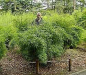 Preview: Fargesia murielae Jonny's Gigant Ⓢ  Der gigantische Gartenbambus -  ca. 150-175 cm