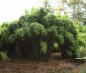 Preview: Fargesia murielae Jonny's Gigant Ⓢ  Der gigantische Gartenbambus -  ca. 150-175 cm