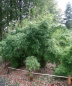 Preview: Fargesia murielae Jonny's Gigant Ⓢ  Der gigantische Gartenbambus -  ca. 150-175 cm