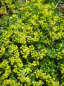 Preview: Azorella trifurcata Minor - Andenpolster -