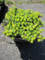 Preview: Azorella trifurcata Minor - Andenpolster -