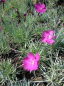 Preview: Dianthus gratianopolitanus Feuerhexe - Pfingstnelke -