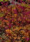 Preview: Dicentra formosa Luxuriant - Zwergige Herzblume - Doppelsporn -