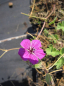Preview: Geranium cinereum var. subcaulescens Purpureum - Grauer Storchschnabel -