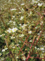 Preview: Saxifraga cotyledon Pyramidalis - Becher-Steinbrech - Rosetten-Steinbrech -