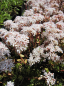Preview: Sedum album Coral Carpet - Fetthenne - Mauerpfeffer -