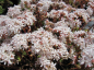 Preview: Sedum album Coral Carpet - Fetthenne - Mauerpfeffer -