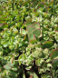 Preview: Sedum erwersii - Himalaya Dickblatt -