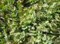 Preview: Sedum erwersii - Himalaya Dickblatt -
