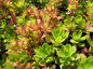 Preview: Sedum hybridum Immergrünchen - Sibirische Fetthenne -