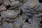 Preview: Sedum Orostachys - Chinesische Narrenkappe - Tripmadame