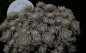 Preview: Sedum Orostachys - Chinesische Narrenkappe - Tripmadame