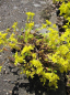 Preview: Sedum sexangulare - Milder Mauerpfeffer -