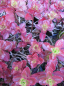 Preview: Sedum spurium Purpurteppich - Teppich-Sedum - Teppich Fettblatt