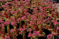 Preview: Sempervivum arachnoideum Silberkarneol - Spinnweb-Hauswurz