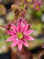 Preview: Sempervivum arachnoideum bot. Art - Spinnweb-Hauswurz
