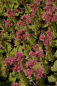 Preview: Sempervivum ciliosum ssp. Kindingeri - Hauswurz