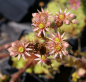 Preview: Sempervivum hybr. Mrs. Giuseppe - Hauswurz -