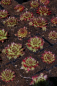 Preview: Sempervivum hybr. Rogin - Hauswurz - Dachwurz
