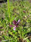 Preview: Stachys alpina - Alpen Ziest