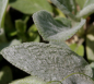 Preview: Stachys byzantina Sheila McQueen - Woll-Ziest