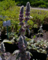 Preview: Aconitum napellus - Blauer Eisenhut -