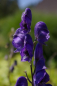 Preview: Aconitum napellus - Blauer Eisenhut -