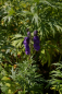 Preview: Aconitum napellus - Blauer Eisenhut -