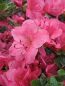 Preview: Rhododendron obtusum "Little Red" 25-30