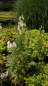 Preview: Aconitum napellus Albus Neve - Weißer Eisenhut -